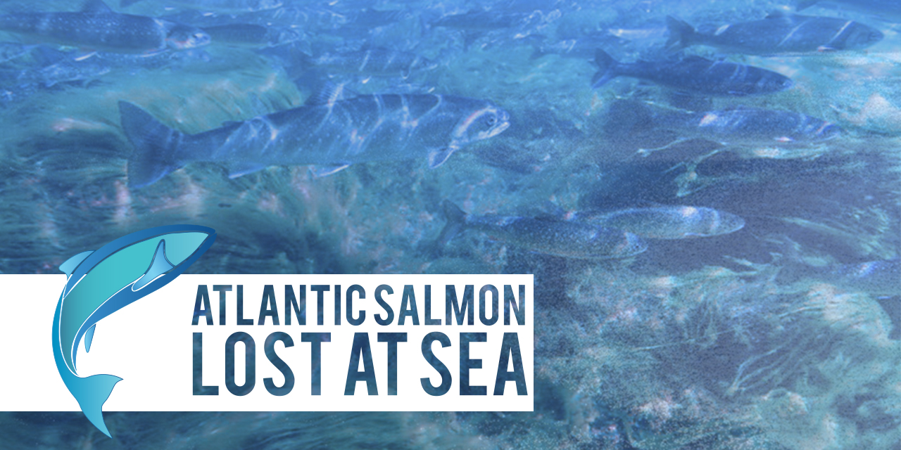 Atlantic Salmon – Lost At Sea